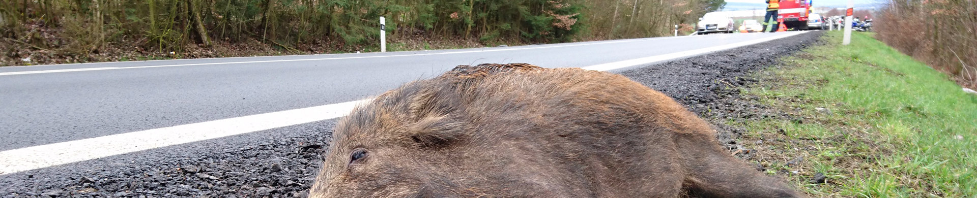 Vildsvin vid vägkanten